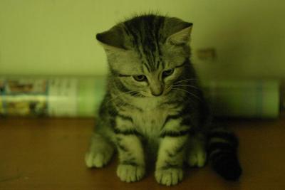 PF29402 - American Shorthair Cat