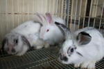 anggora & mix ...6mth female