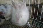 anggora female..6mth