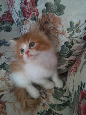 Memey ~cute Kitten~ - Persian Cat