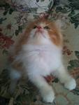 Memey ~cute Kitten~ - Persian Cat