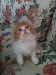 Memey ~cute Kitten~ - Persian Cat