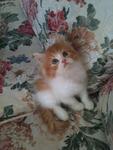 Memey ~cute Kitten~ - Persian Cat