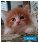 Memey ~cute Kitten~ - Persian Cat