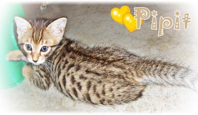 Pipit  - Bengal Cat