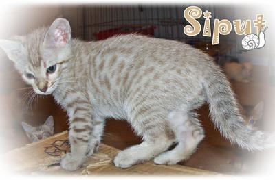 Siput (Snow Bengal-seal Lynx Point) - Bengal Cat