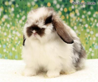 Tru-luv's Blade - Holland Lop Rabbit