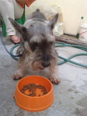 Schnauzer  - Schnauzer Dog