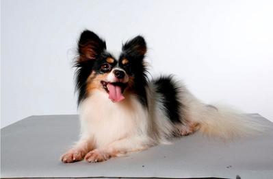 Papillon - Papillon Dog