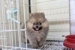 Pomeranian Puppy - Pomeranian Dog