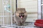 Pomeranian Puppy - Pomeranian Dog