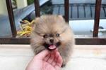 Pomeranian Puppy - Pomeranian Dog