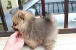 Pomeranian Puppy - Pomeranian Dog