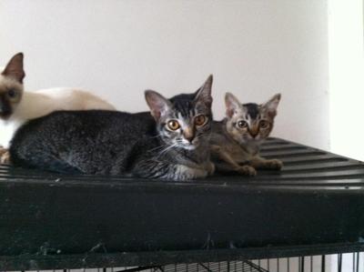 2 Cute Kittens - Domestic Short Hair Cat