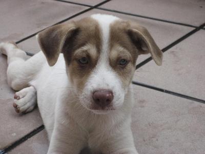 Maley - Collie Mix Dog