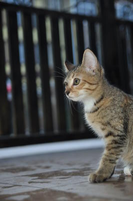 PF29473 - Bengal Cat