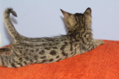 Harume - Bengal Cat