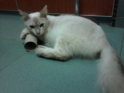 Dolly :d - Himalayan + Ragdoll Cat