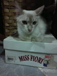 Dolly :d - Himalayan + Ragdoll Cat