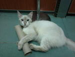 Dolly :d - Himalayan + Ragdoll Cat