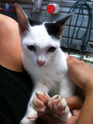 Puteh - Domestic Short Hair Cat