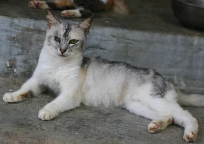 Ratu - Domestic Medium Hair Cat