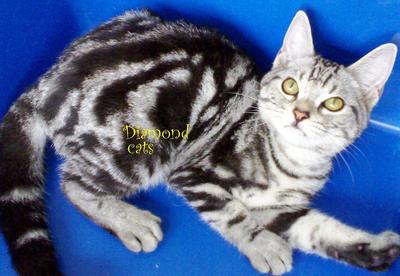 American Shorthair 200312 - American Shorthair Cat