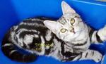 American Shorthair 200312 - American Shorthair Cat