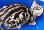 American Shorthair 200312 - American Shorthair Cat