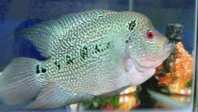 Flowerhorn Fish - Cichlids Fish