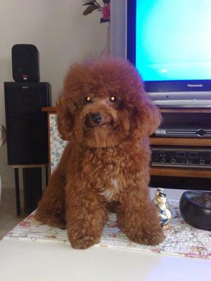 Adorable Toy Poodle - Poodle Dog