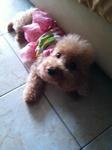 Adorable Toy Poodle - Poodle Dog