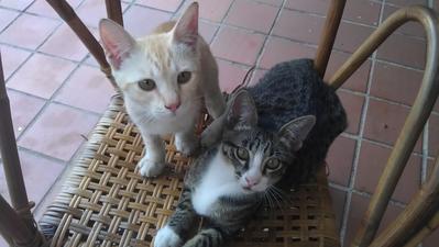 Ginger &amp; Blackie - Domestic Short Hair Cat