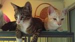 Ginger &amp; Blackie - Domestic Short Hair Cat