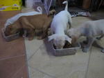 Total 4 to be adopt! 