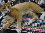 Garfield (Oren) - Domestic Short Hair Cat