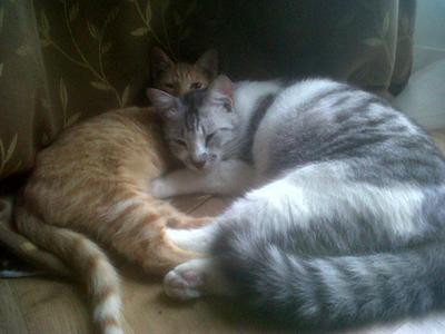 Barney &amp; Hobbes - Tabby + Domestic Short Hair Cat