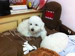 White Male Poodle For Sale - Poodle Dog