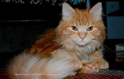 Sir Arthur - Maine Coon Cat