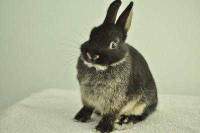 Netherland Dwarf - Black Otter 9 - Netherland Dwarf Rabbit