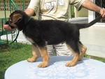 Gsd Puppy! Great Offer!  - German Shepherd Dog Dog