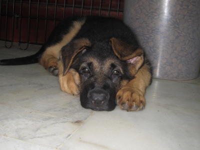 Gsd Puppy! Great Offer!  - German Shepherd Dog Dog