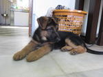 Gsd Puppy! Great Offer!  - German Shepherd Dog Dog