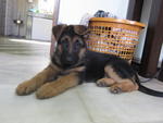 Gsd Puppy! Great Offer!  - German Shepherd Dog Dog