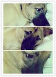 Pebby - Mixed Breed Dog