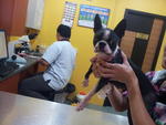 Alyssa - Boston Terrier Dog