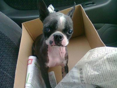 Alyssa - Boston Terrier Dog