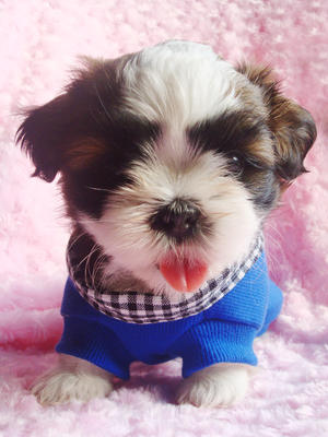 Cute Cute Shih Tzu - Shih Tzu Dog