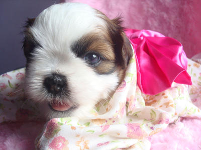 ♥小芯♥ (Female) - Shih Tzu Dog