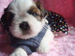 ♥小芯♥ (Female) - Shih Tzu Dog